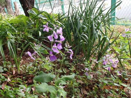 ゆたか橋北花畑1142