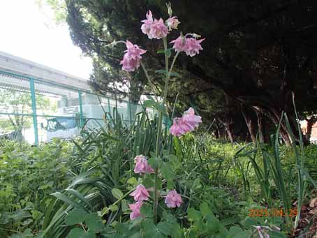 ゆたか橋北花畑1144